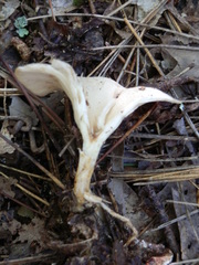 Singerocybe