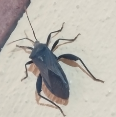 Coreoidea