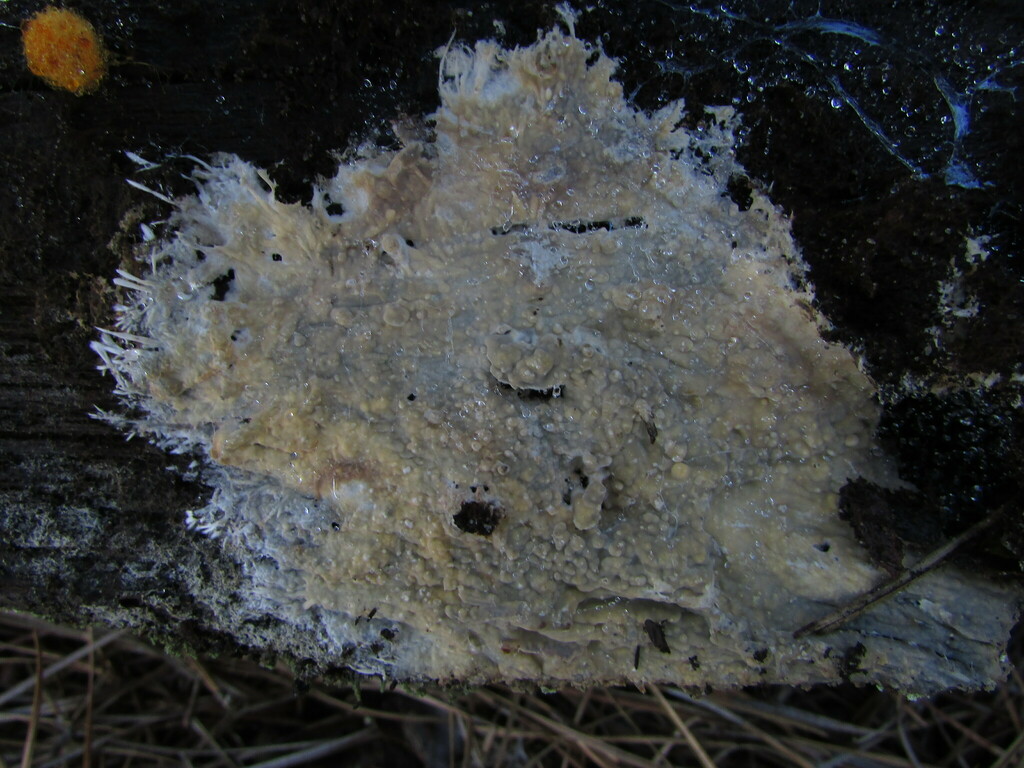 Scytinostroma ochroleucum
