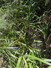 Dianella caerulea