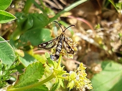 Chamaesphecia empiformis