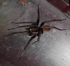 Ancylometes bogotensis