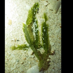 Caulerpa