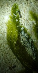 Caulerpa