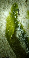 Caulerpa