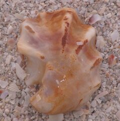 Ostreidae