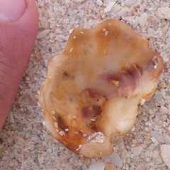 Ostreidae