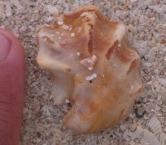 Ostreidae