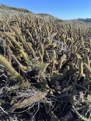 Bergerocactus emoryi