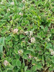 Trifolium striatum