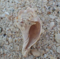 Fasciolariidae
