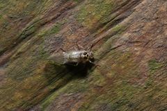 Teliapsocus conterminus