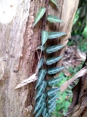 Gardneria multiflora