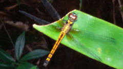 Amphithemis curvistyla