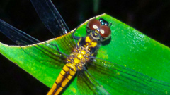Amphithemis curvistyla