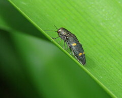 Nascioides enysi