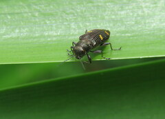 Nascioides enysi