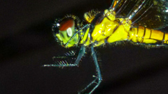 Amphithemis curvistyla