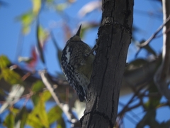 Sphyrapicus varius