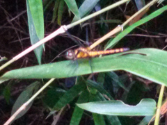 Amphithemis curvistyla