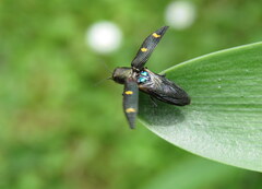 Nascioides enysi