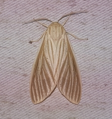 Munona carolinepalmerae