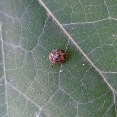 Epilachna paenulata