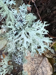Evernia