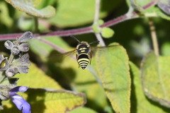 Ancistrocerus bustamente