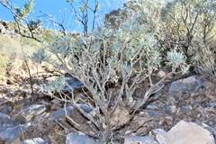 Parthenium argentatum