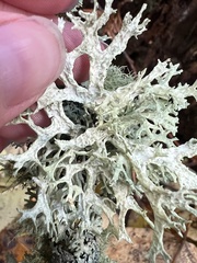 Evernia