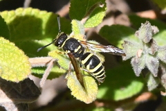 Ancistrocerus bustamente
