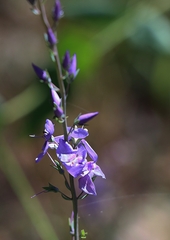 Veronica perfoliata
