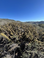 Bergerocactus emoryi