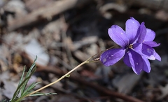 Cheiranthera linearis