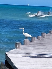 Ardea herodias occidentalis