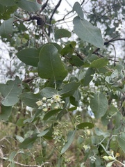 Eucalyptus melanophloia