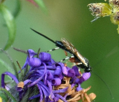 Itoplectis conquisitor