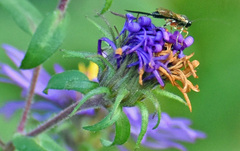 Itoplectis conquisitor