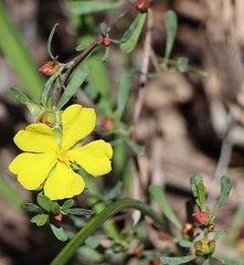 Hibbertia obtusifolia