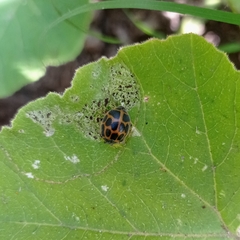 Epilachna paenulata