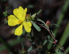 Hibbertia obtusifolia