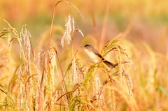 Prinia inornata