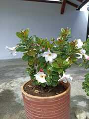 Mandevilla sanderi