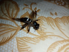 Apis dorsata breviligula