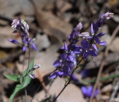 Veronica perfoliata