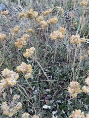 Eriogonum flavum