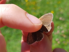 Coenonympha gardetta