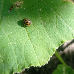 Epilachna paenulata
