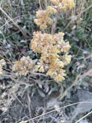 Eriogonum flavum
